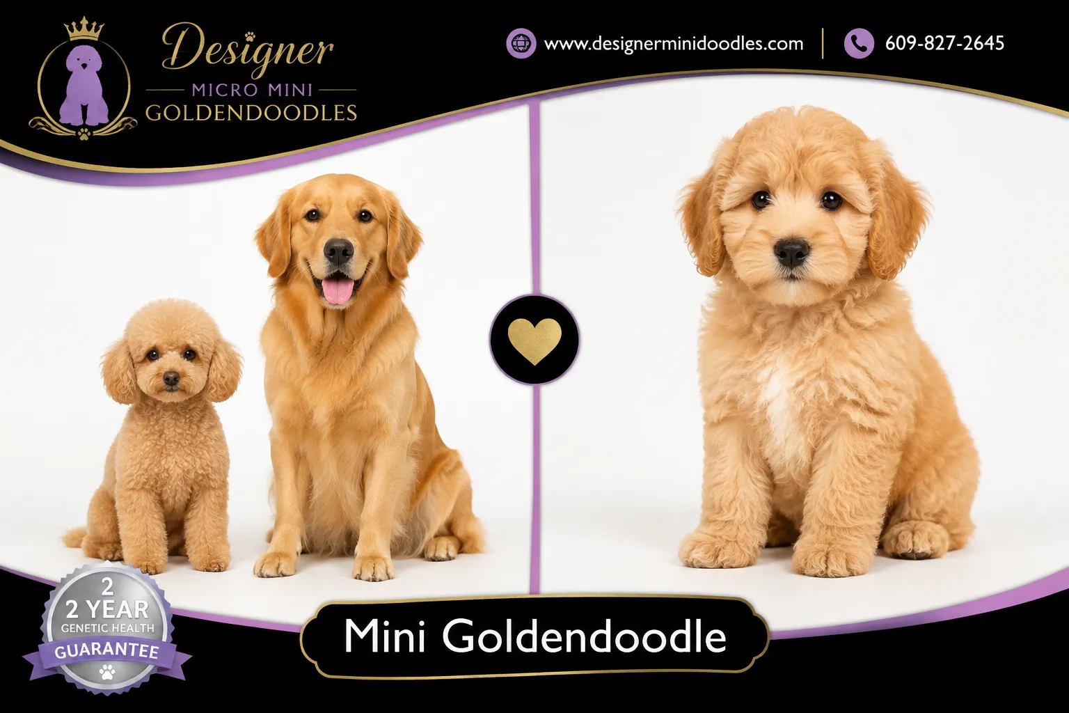 mini goldendoodle puppies Overland Park Kansas