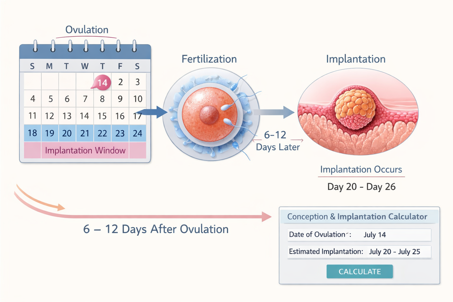 () image illustrating the intricate timeline of conception and implantation. A stylized infographic displays a calendar with