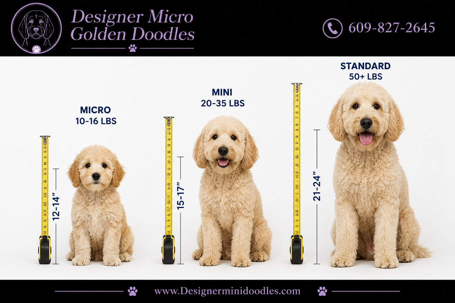 micro goldendoodle for sale New Jersey
