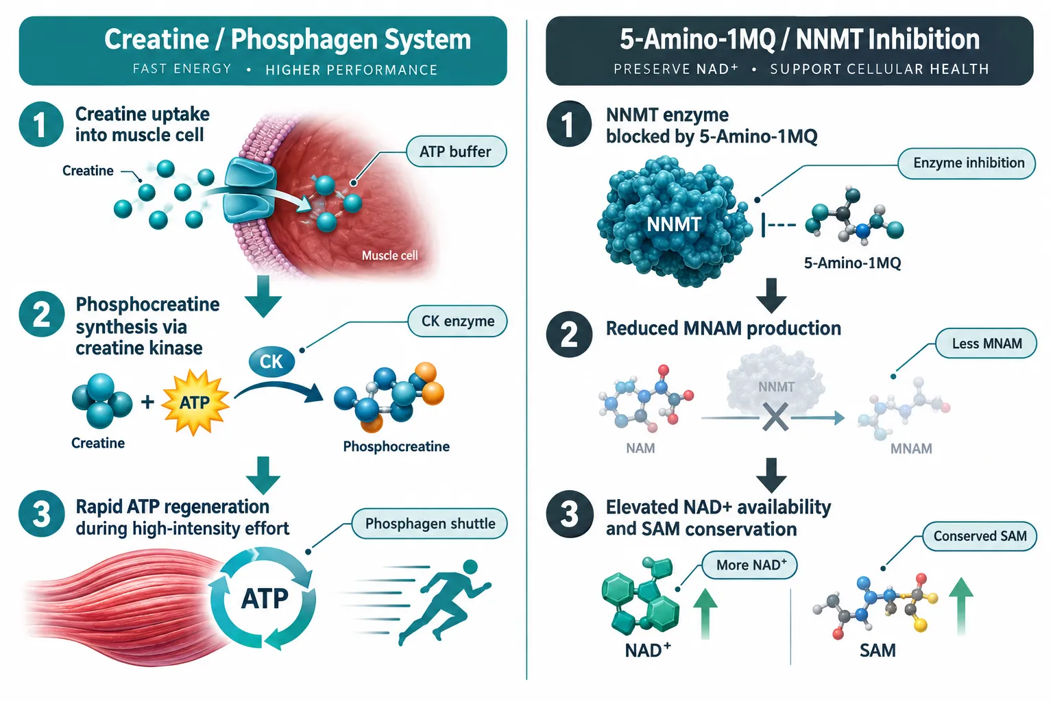 How Creatine Powers the Phosphagen Energy System