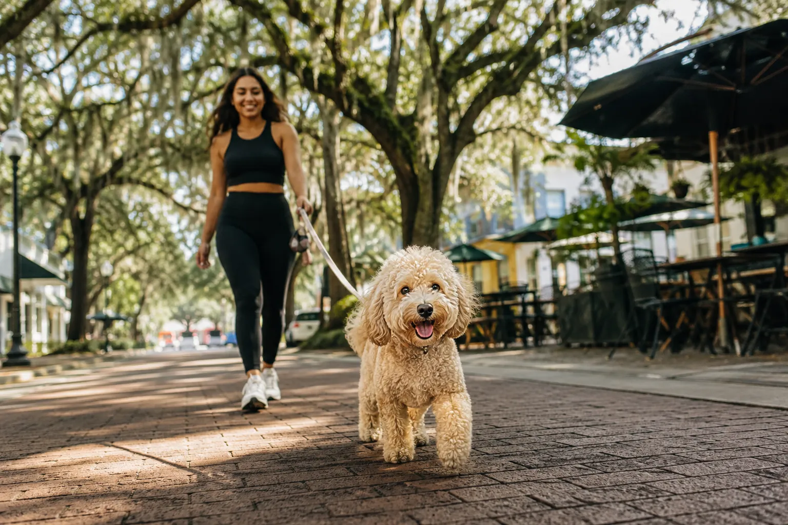 micro goldendoodle Orlando