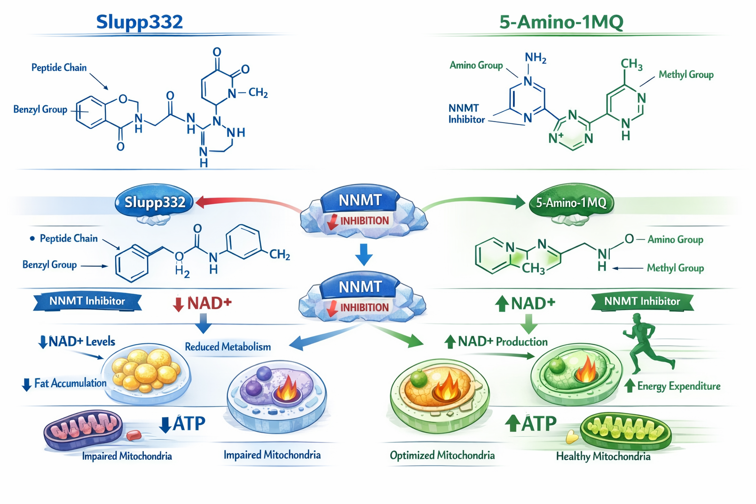Detailed scientific illustration (1536x1024) showing side-by-side comparison of Slupp332 and 5-Amino-1MQ molecular structures with labeled c