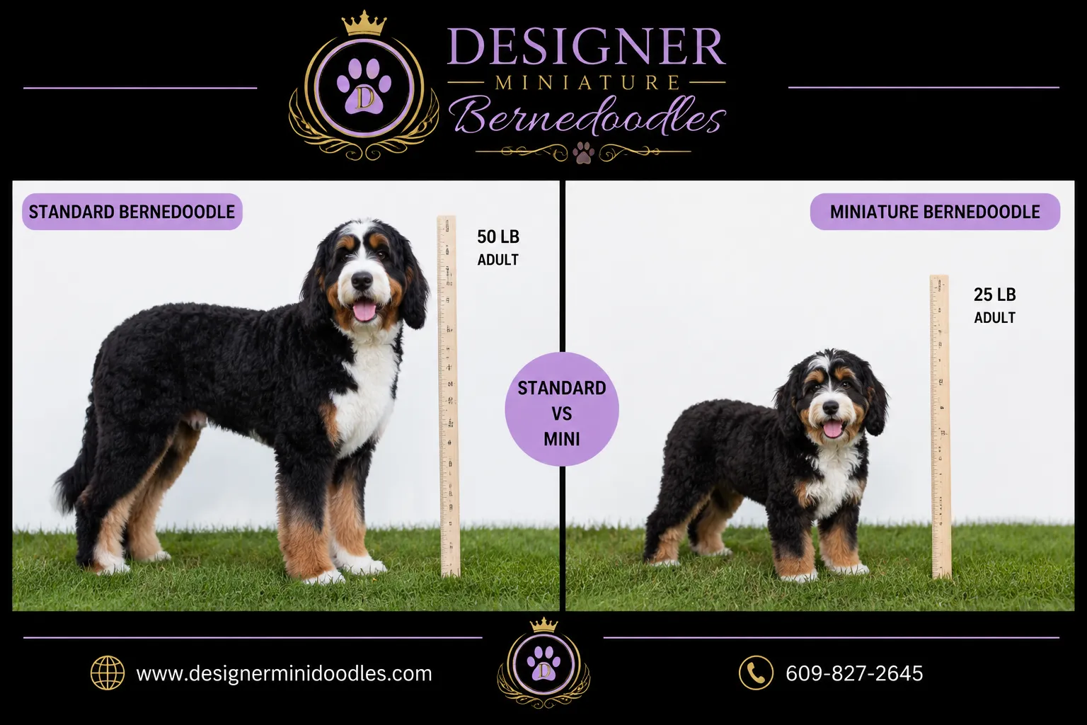 miniature bernedoodle puppies New Mexico