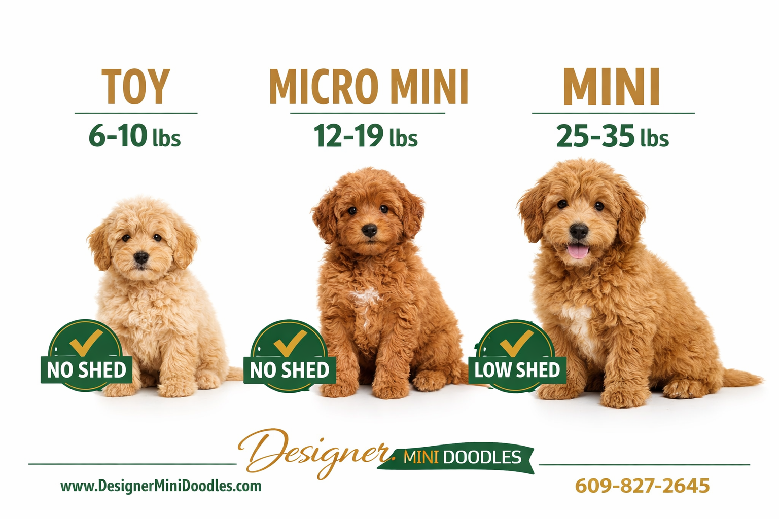 () infographic-style image showing three goldendoodle puppies side by side on a clean white studio backdrop representing Toy