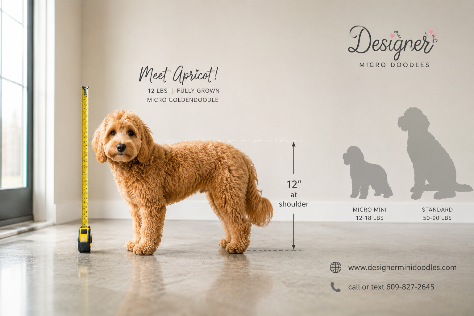 Micro goldendoodle Phoenix