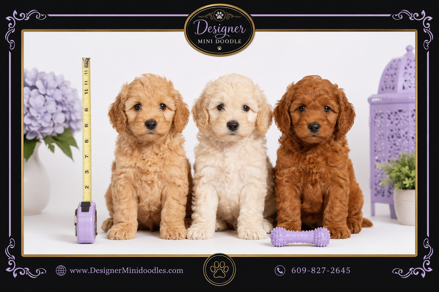 micro golden doodles for sale Houston Texas