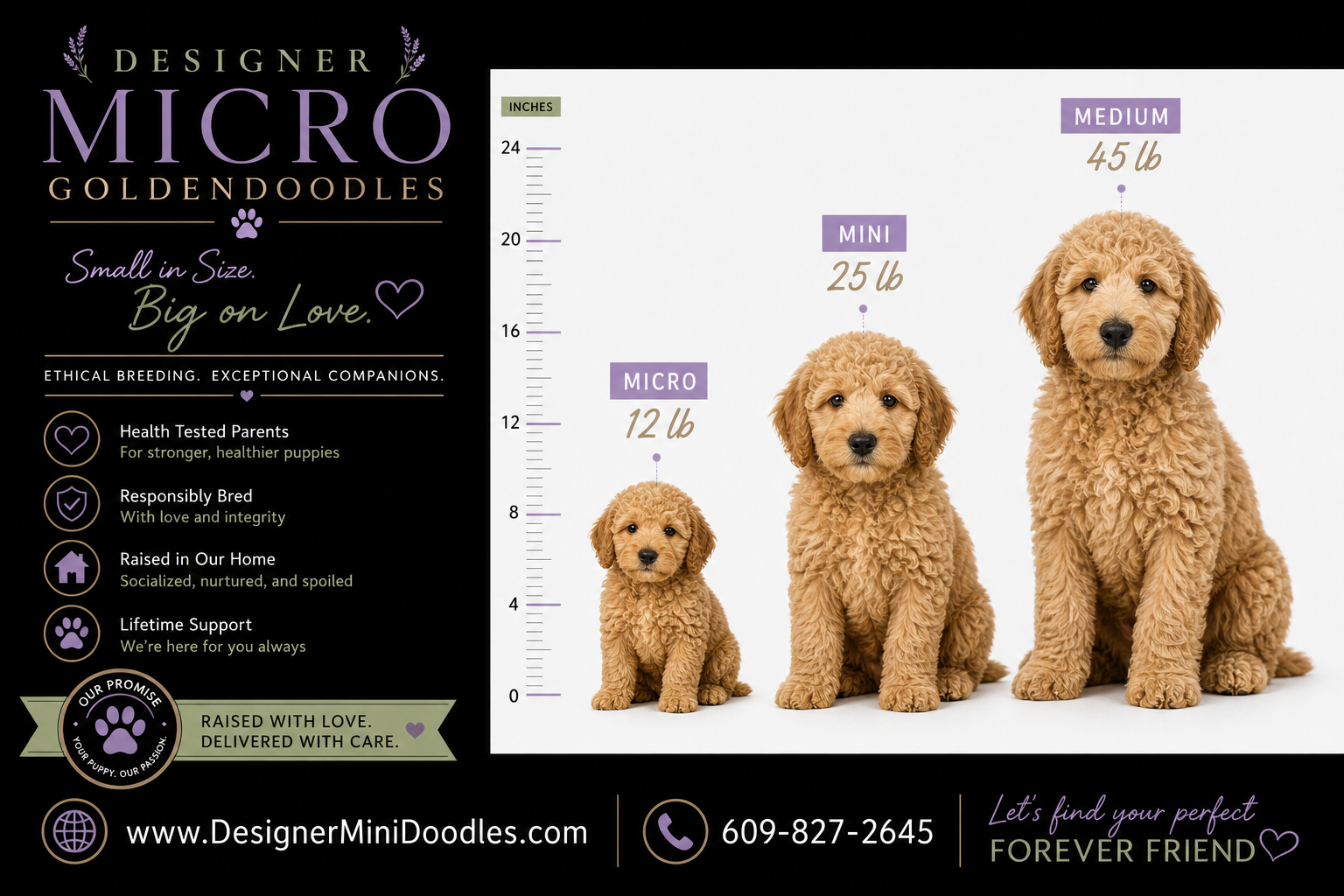 micro golden doodle puppies Orlando