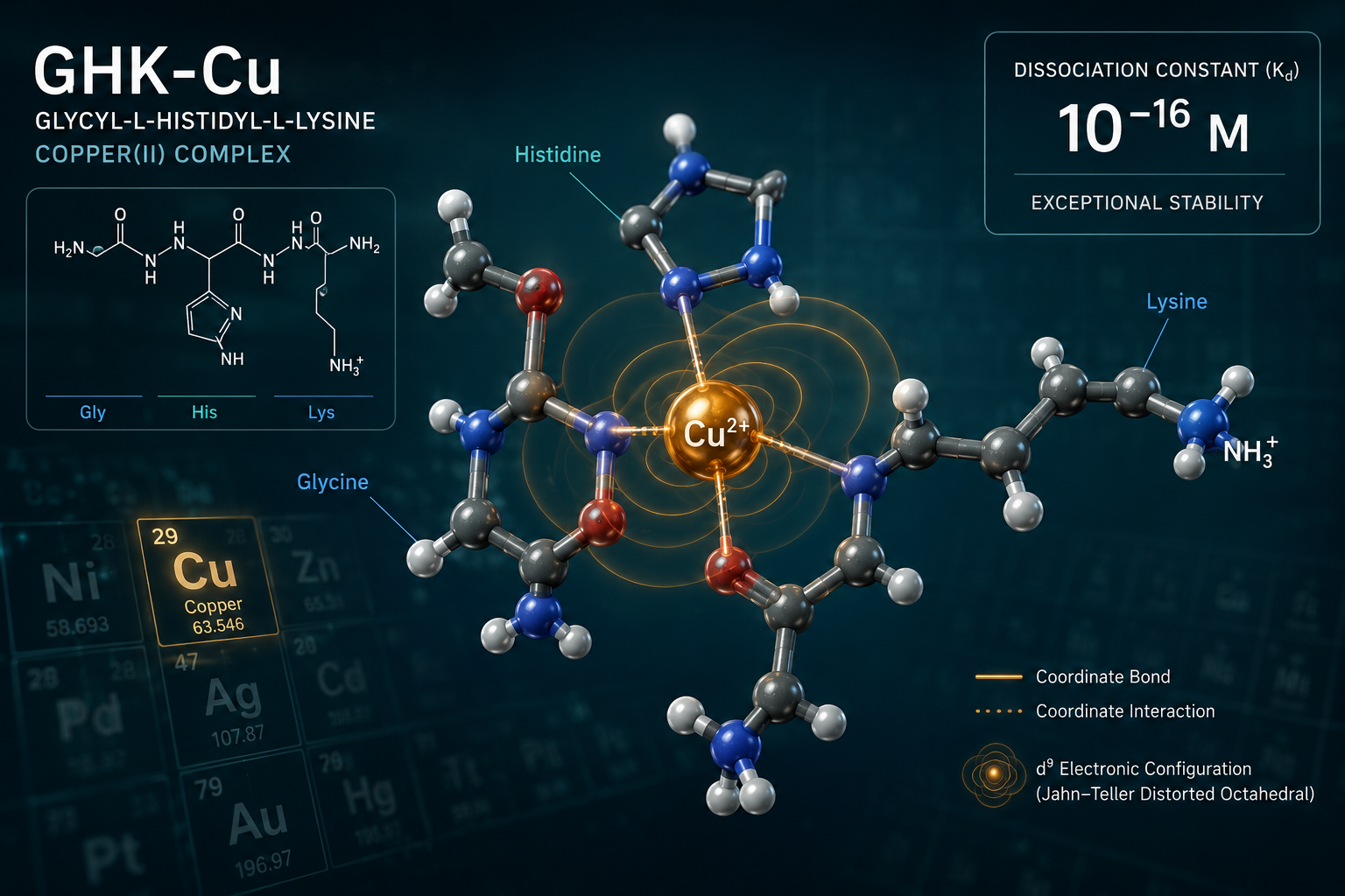 Scientific diagram-style landscape image () illustrating GHK-Cu copper binding chemistry: a three-dimensional molecular