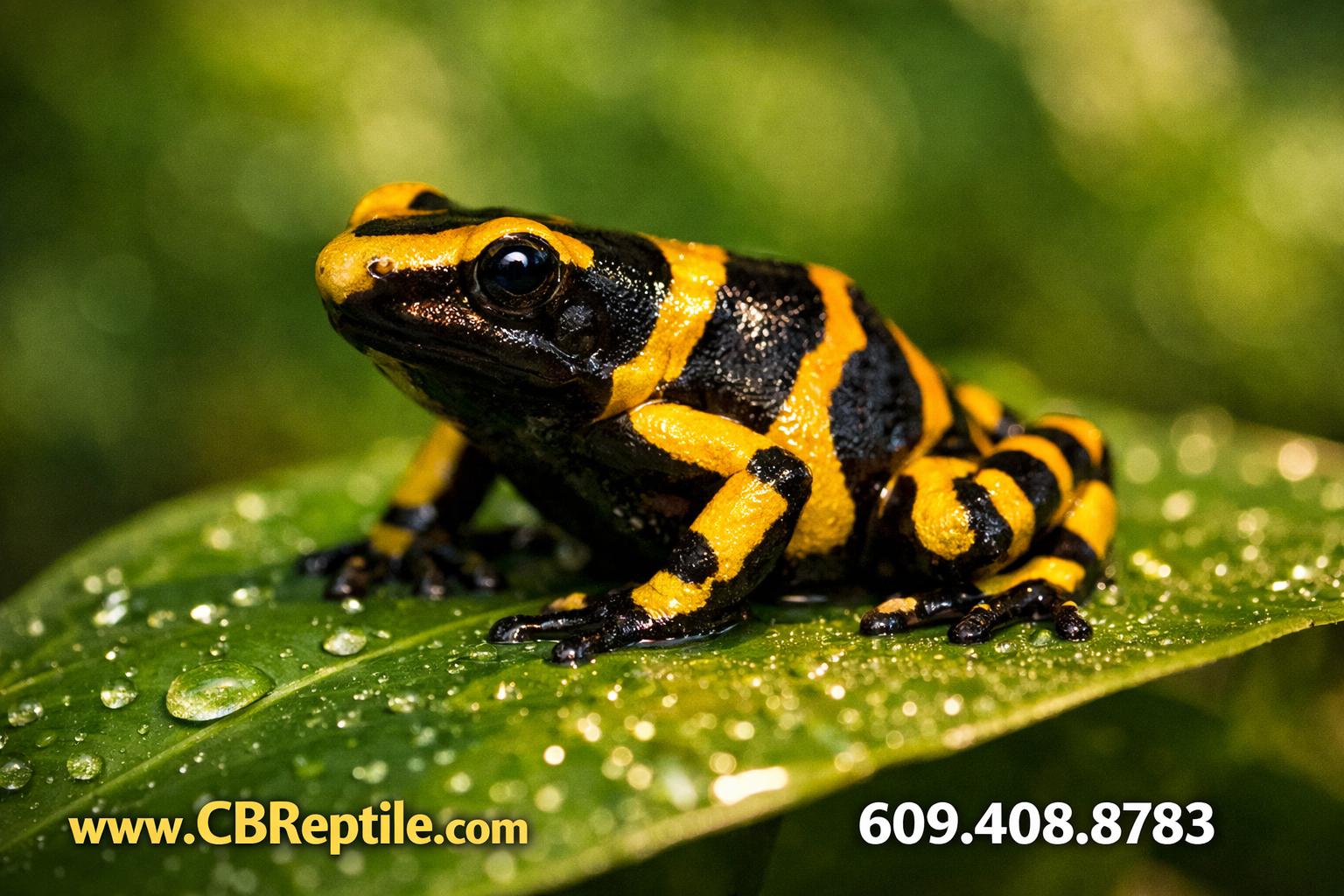 bumble dart frog for sale