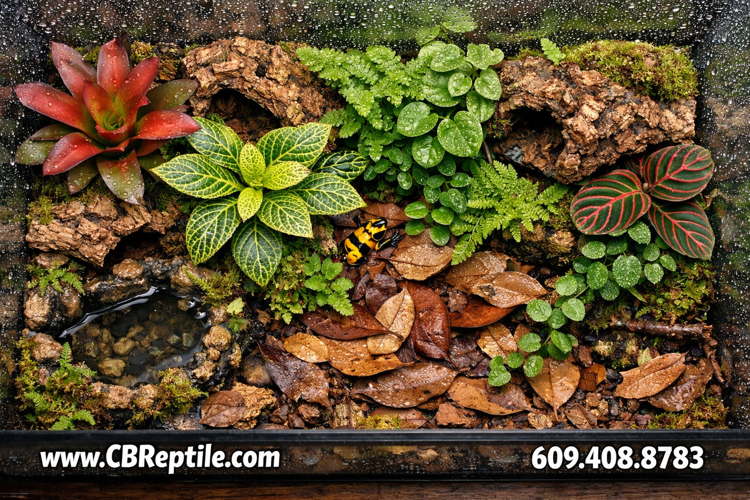 bumblee poison dart frog