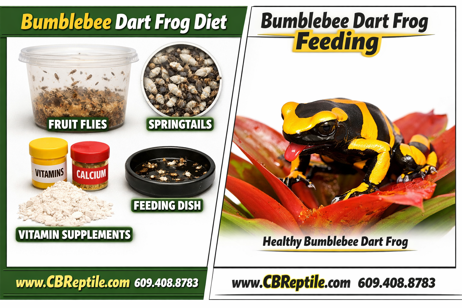 bumble dart frog for sale