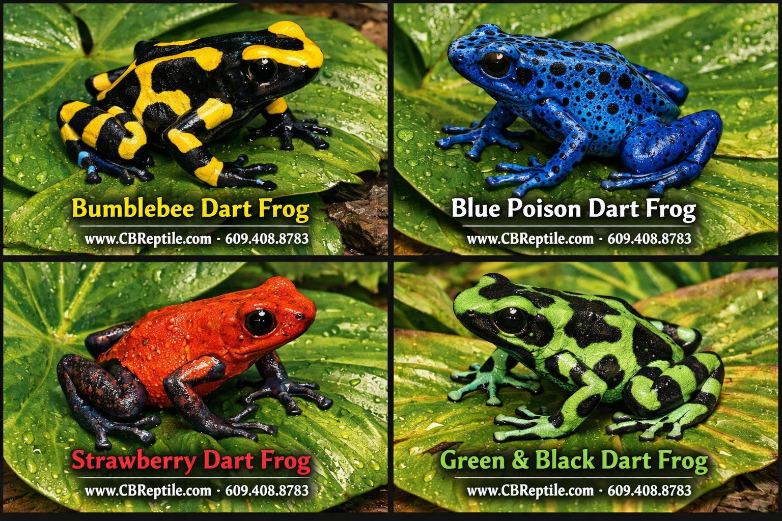 Detailed () side-by-side visual comparison of four popular poison dart frog color morphs arranged in a grid: bumblebee dart