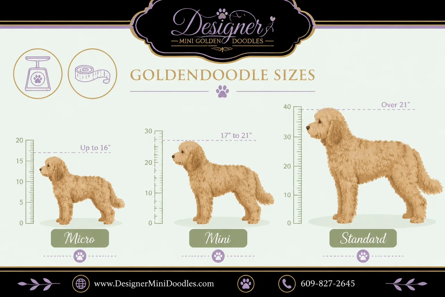 mini golden doodles Naples