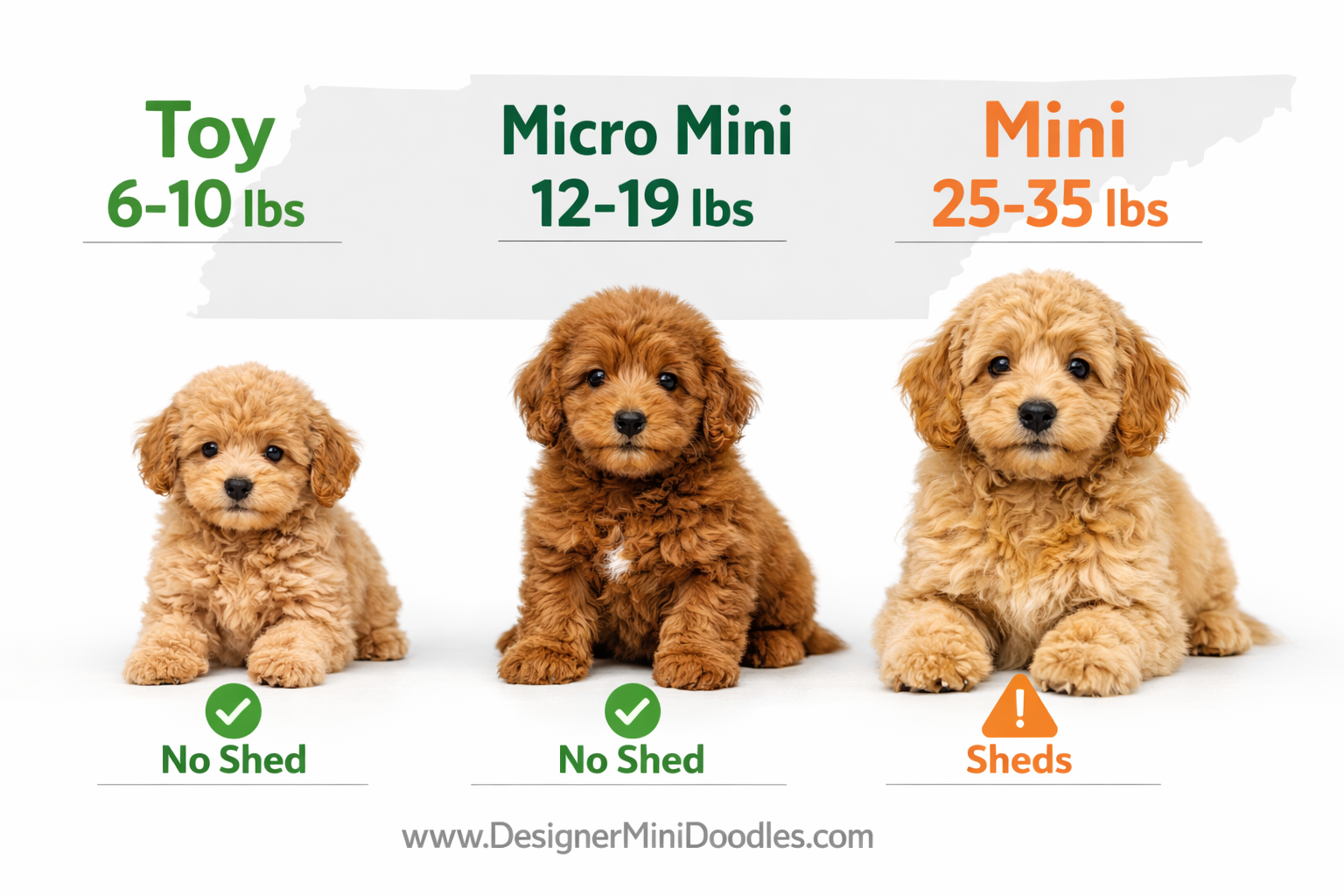 () infographic-style image showing three micro goldendoodle puppies of different sizes side by side on a clean white surface