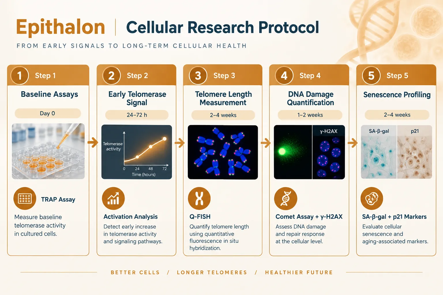 Building a Longitudinal Assay Plan for Epithalon in Cellular-Aging Models