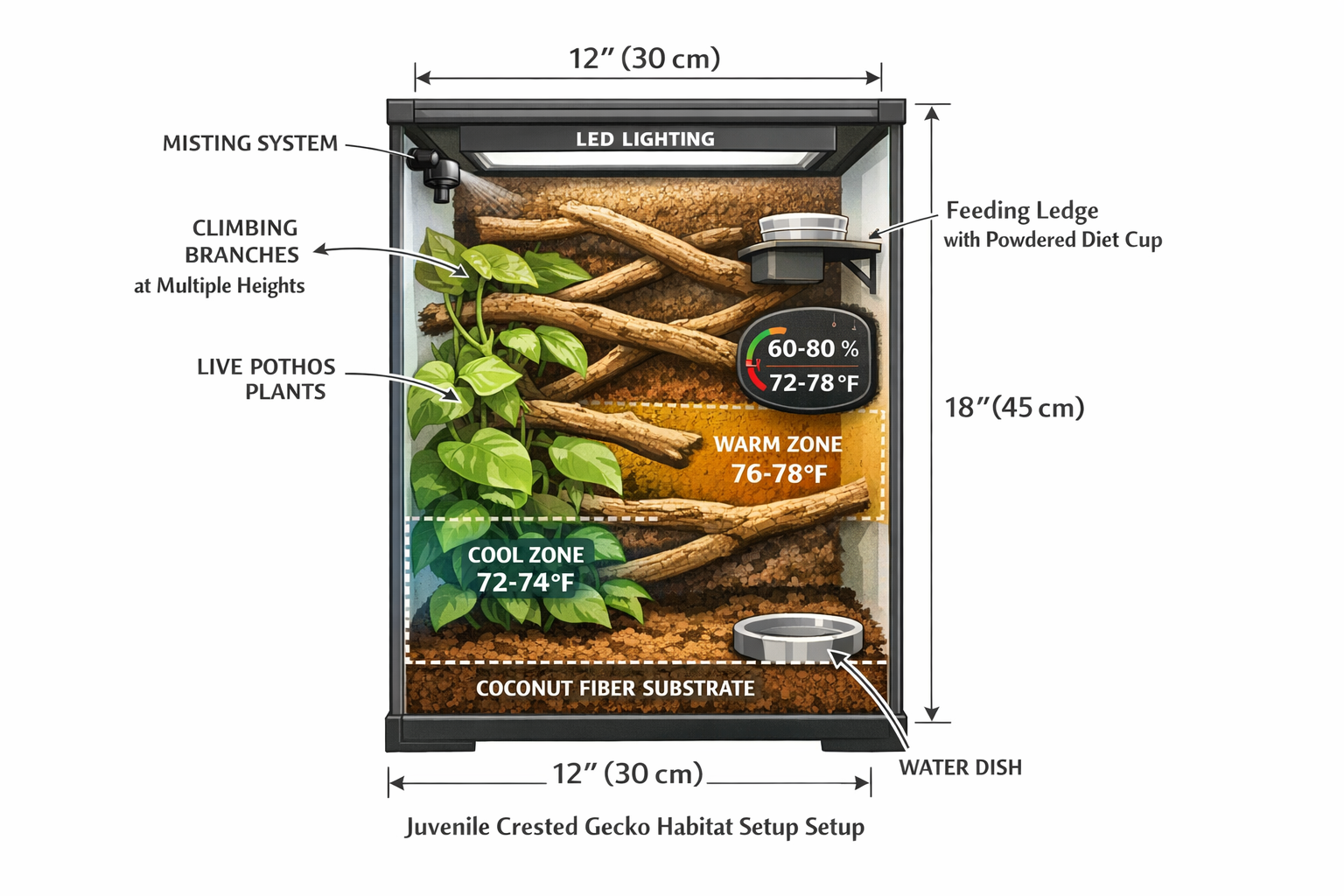 Landscape format (1536x1024) showing complete juvenile crested gecko habitat setup: 12x12x18 inch vertical terrarium cutaway view with label