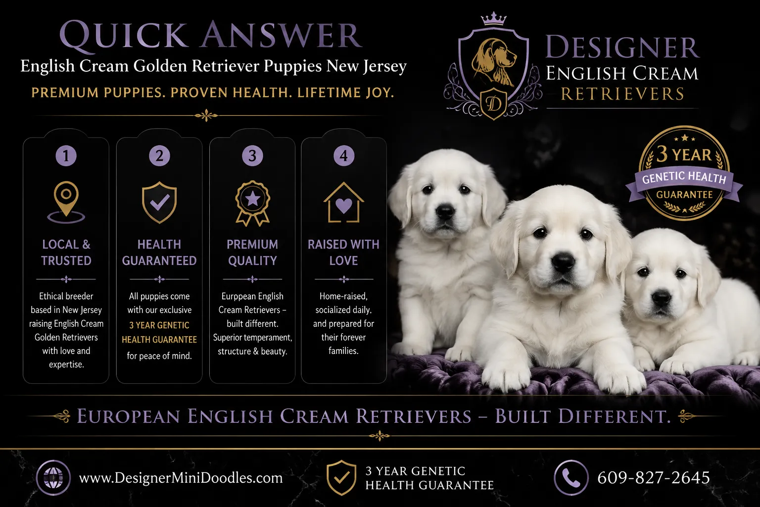 What is an English cream golden retriever?