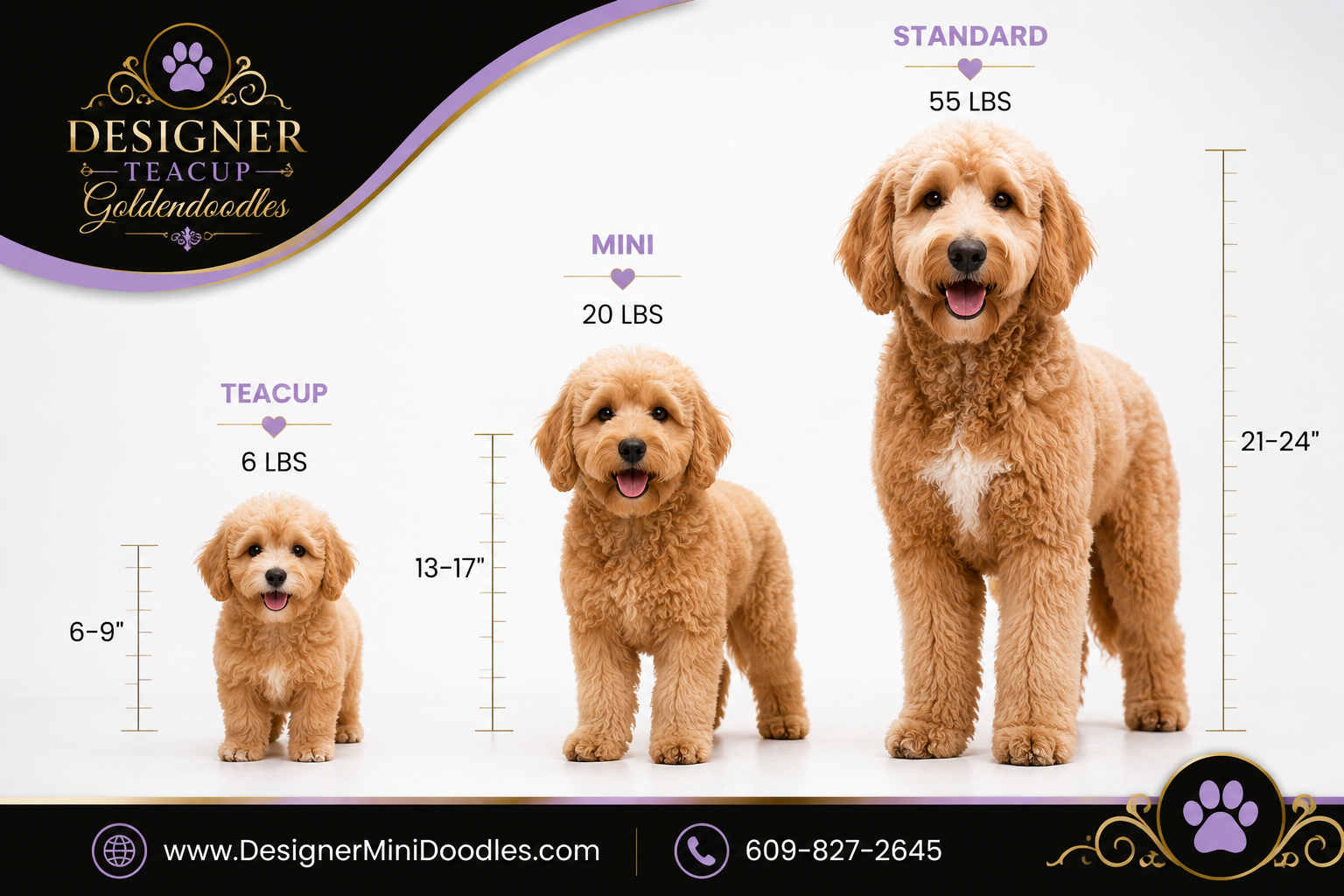 teacup goldendoodle puppies San Antonio