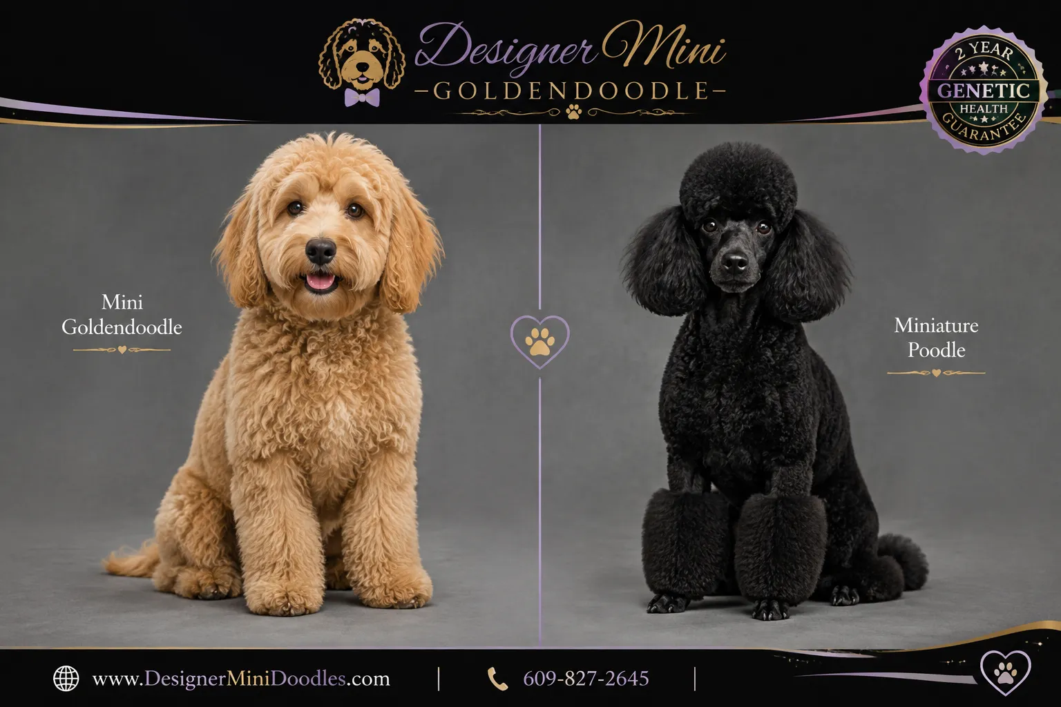 Mini goldendoodle vs miniature poodle: what are the differences?