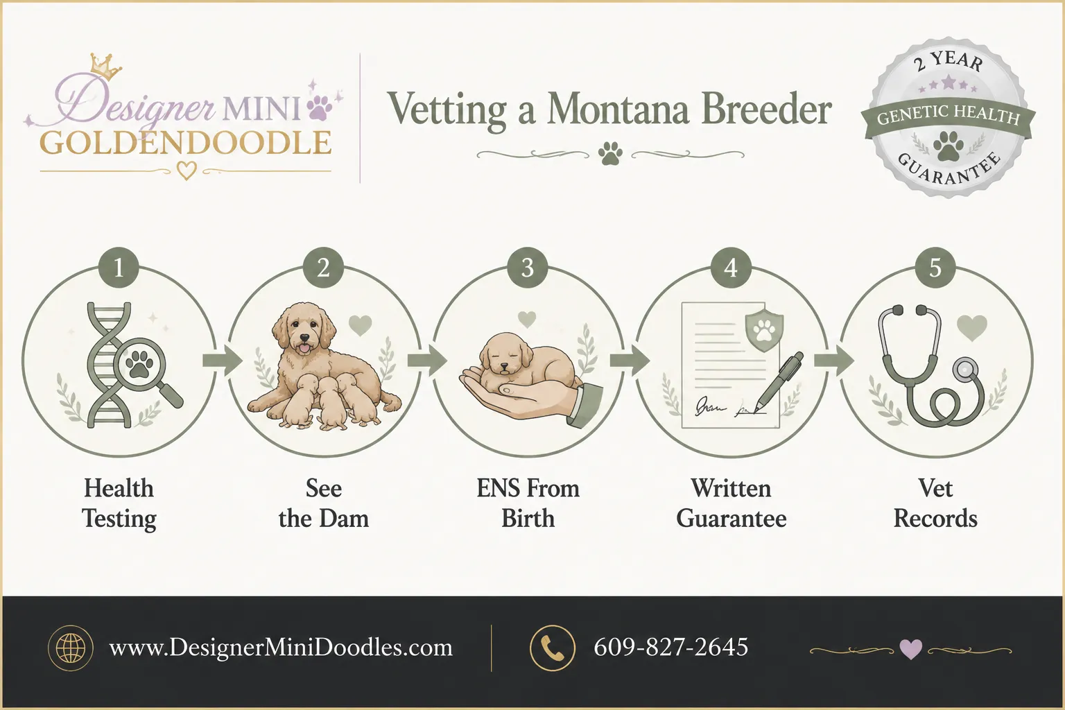 Mini goldendoodle breeders in Montana and where to find puppies