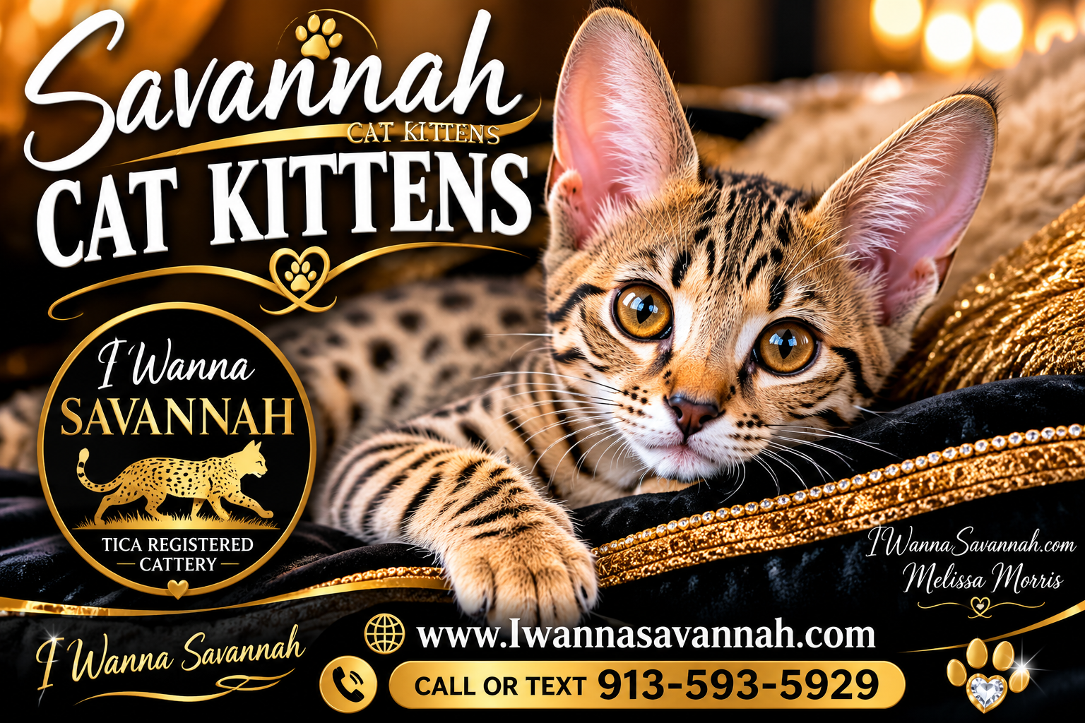 Professional () hero image with : 'Savannah Cat Kittens' in extra large white with deep , centered upper third. Background
