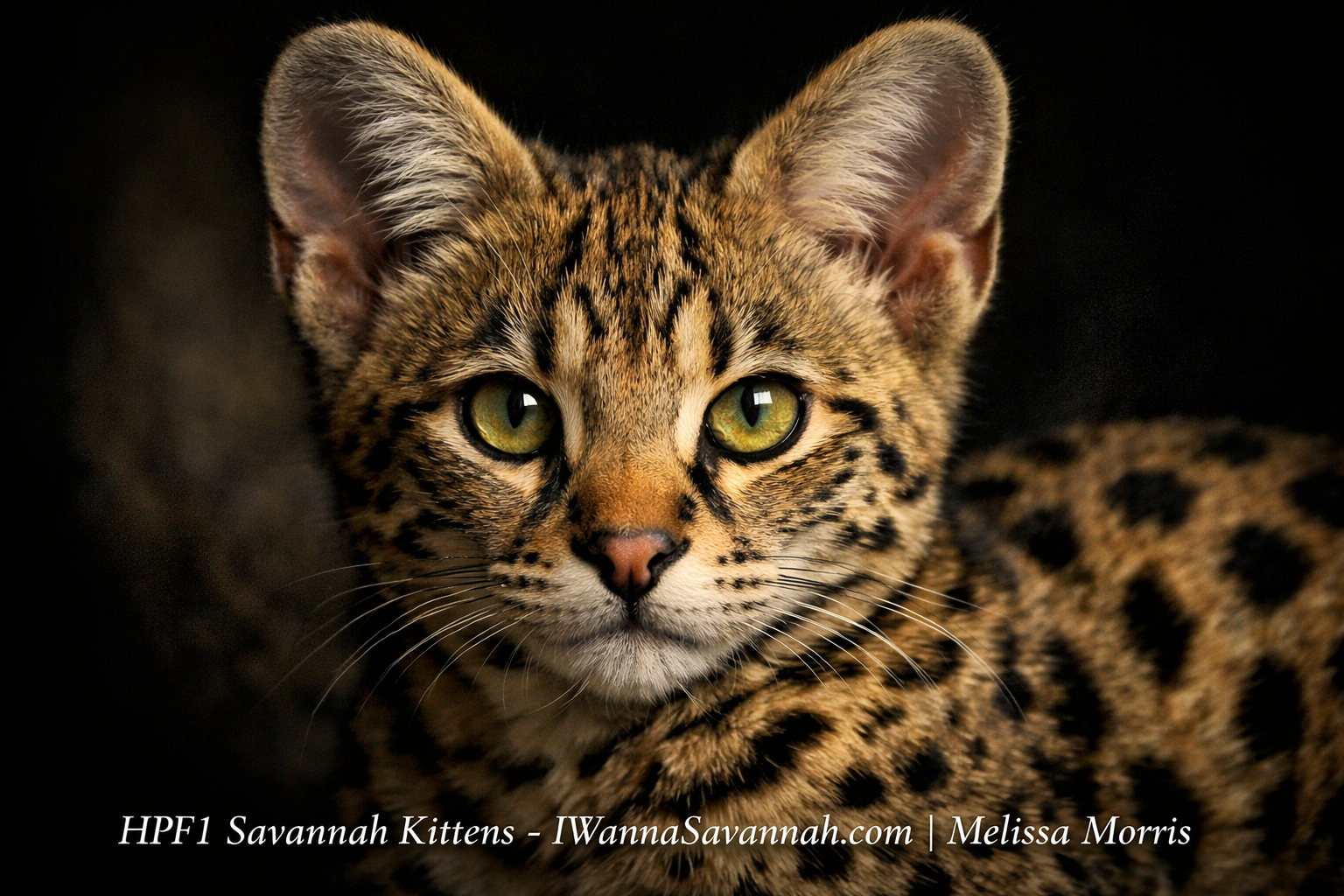 How to Choose Among the Best Savannah Cat Breeders