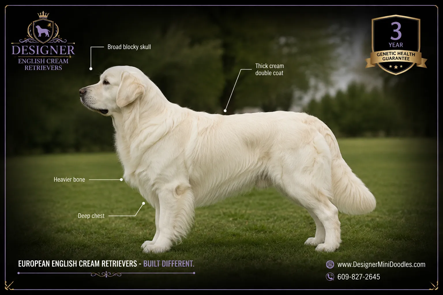 English cream golden retriever
