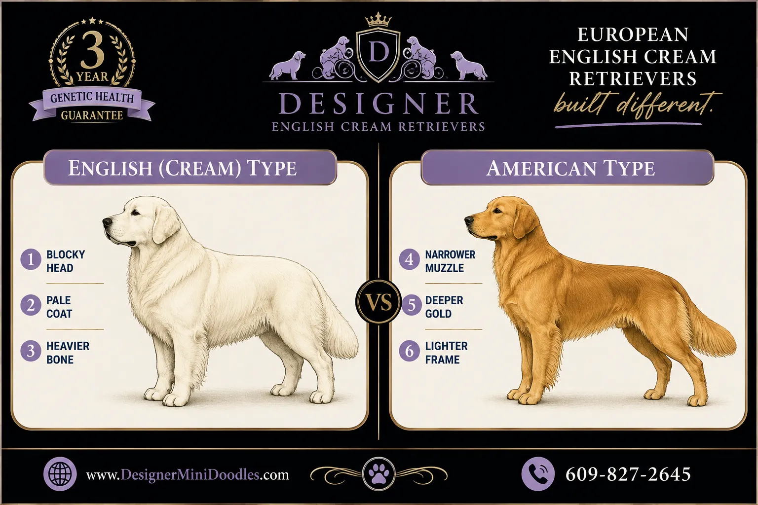 English cream golden retriever