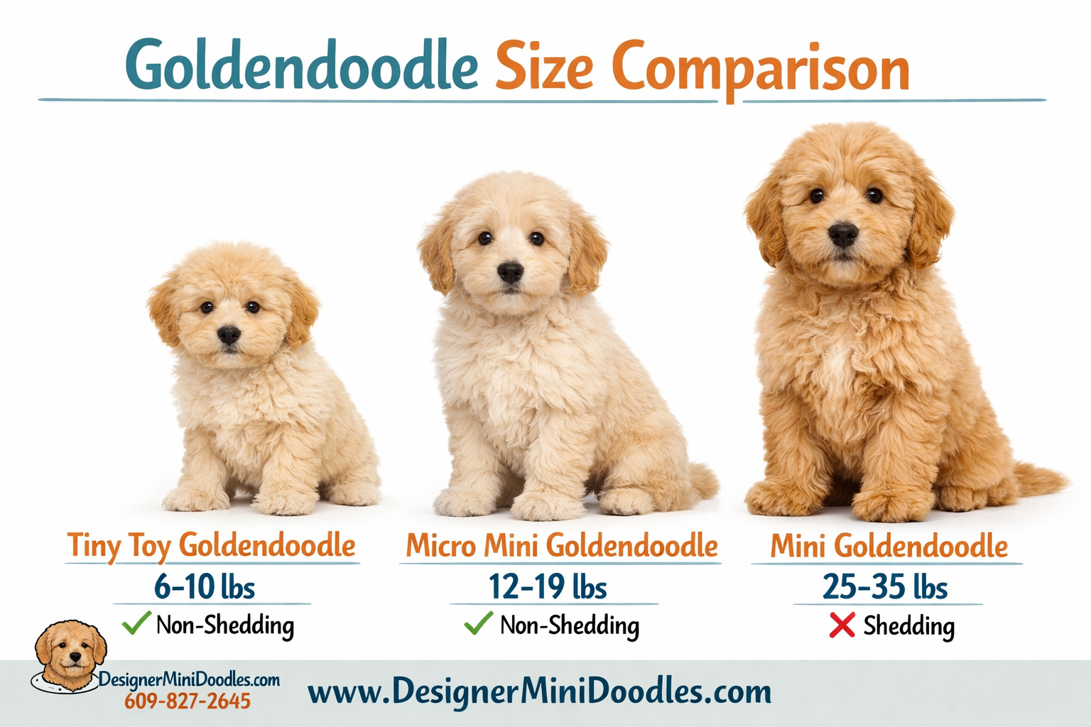 Detailed () image showing a size comparison chart of three goldendoodle puppies side by side on a clean white background: a
