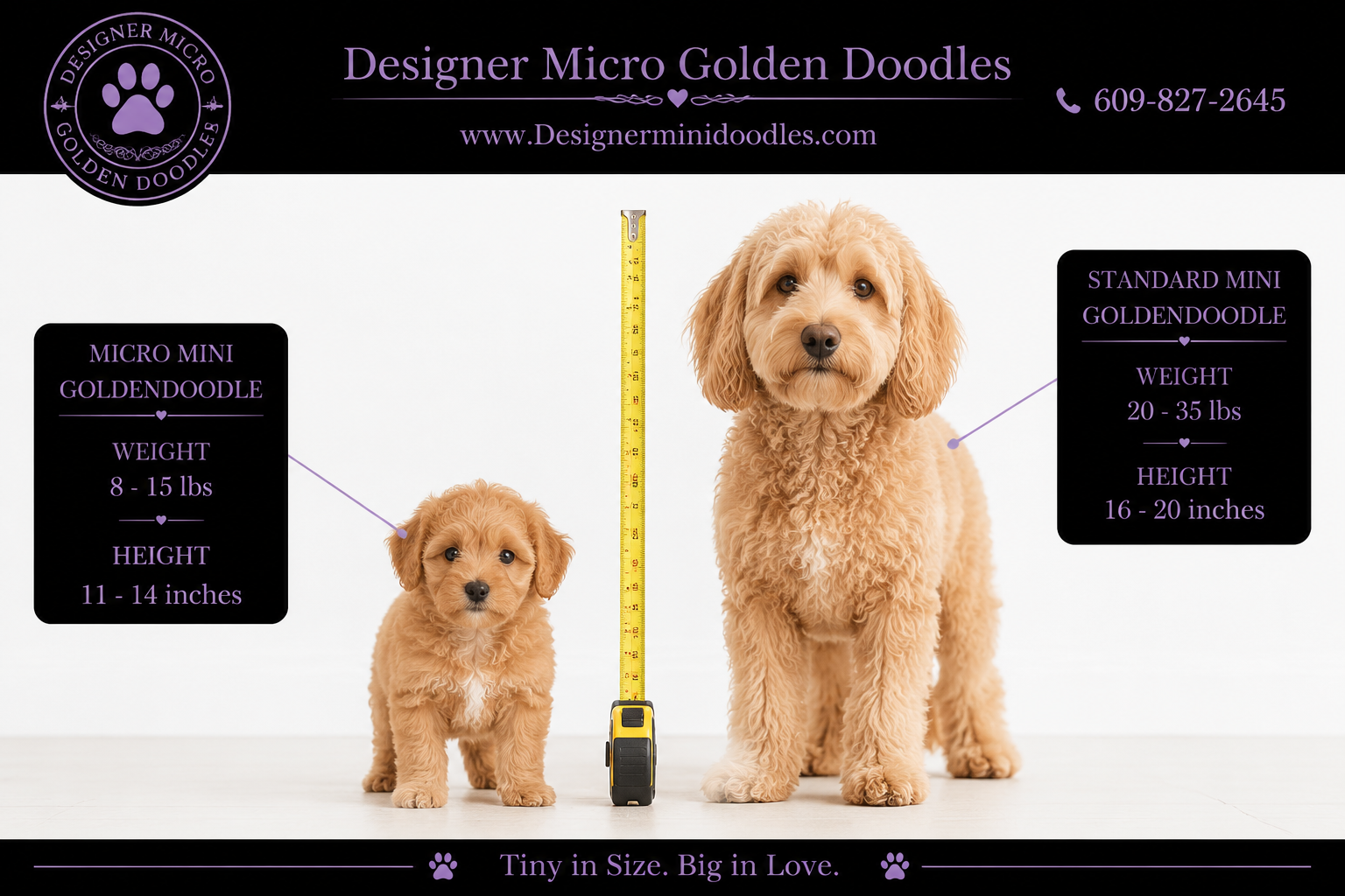 micro goldendoodle for sale Raleigh