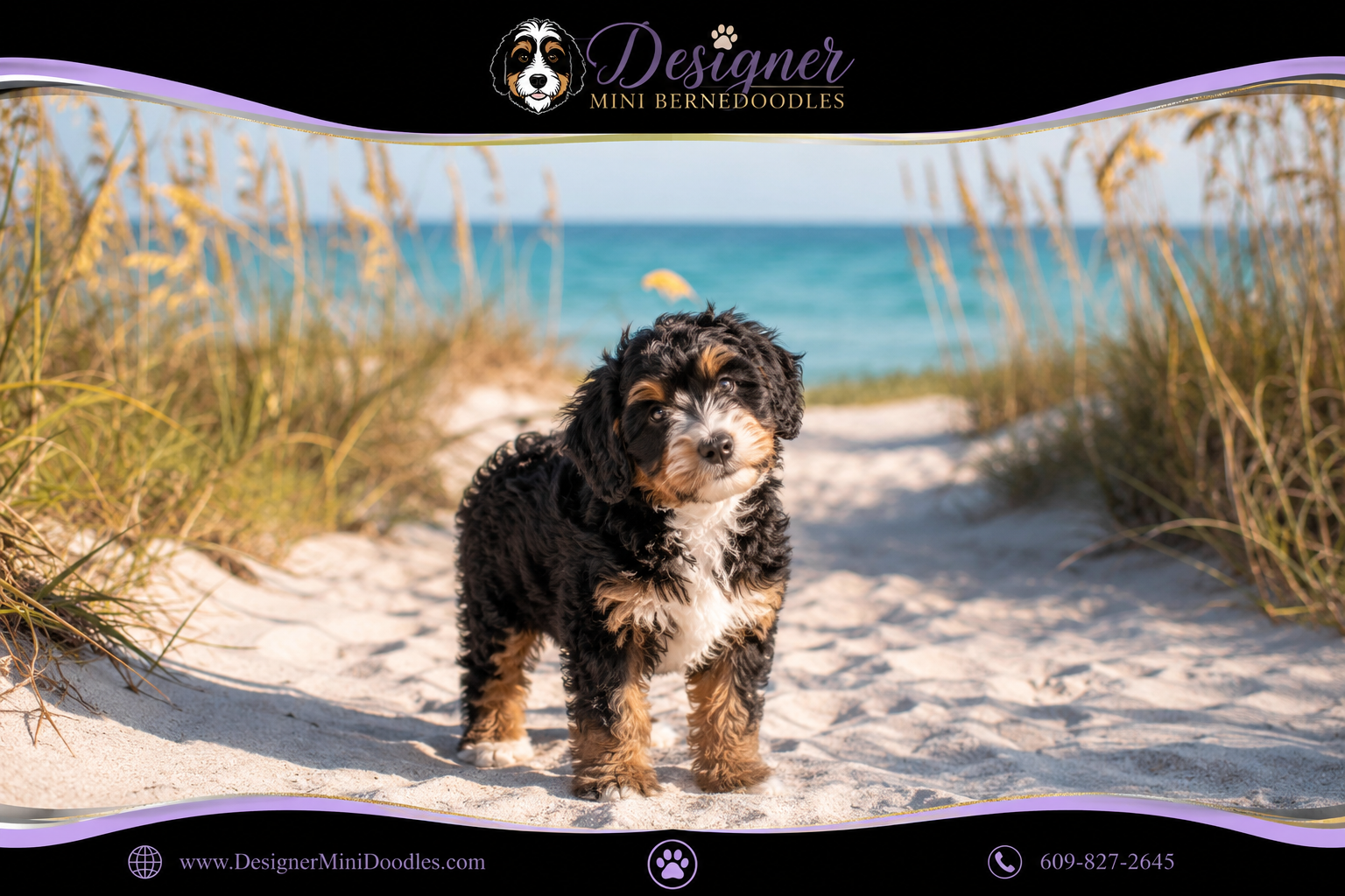 mini bernedoodles Florida