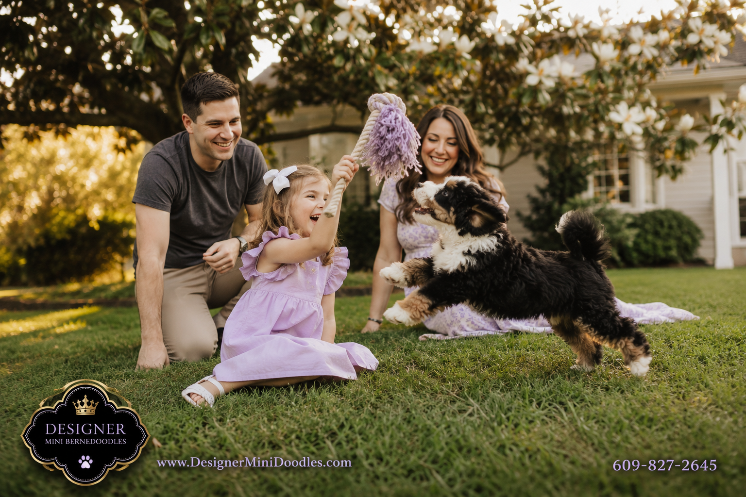 Mini bernedoodle puppies for sale Georgia: where to look