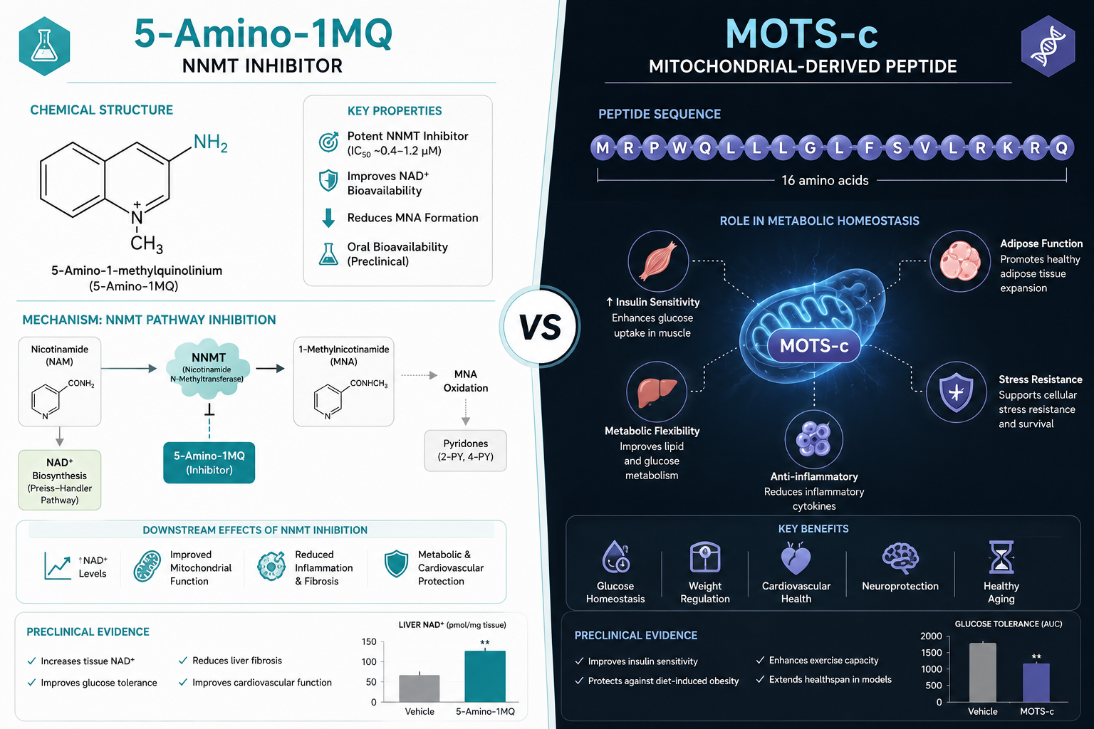 MOTS-c: The Mitochondrial-Derived Peptide Redefining Metabolic Research