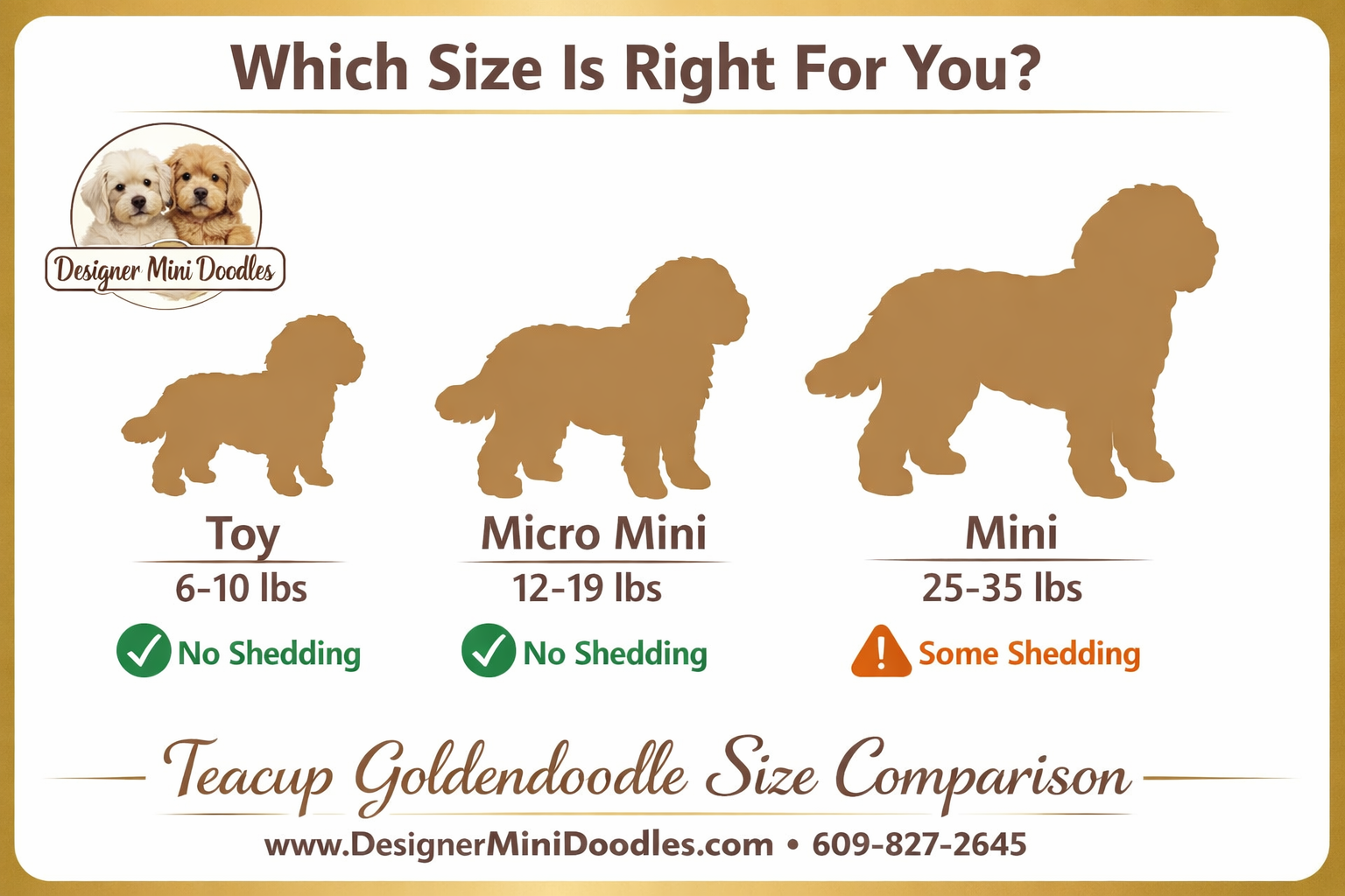 teacup goldendoodle puppies