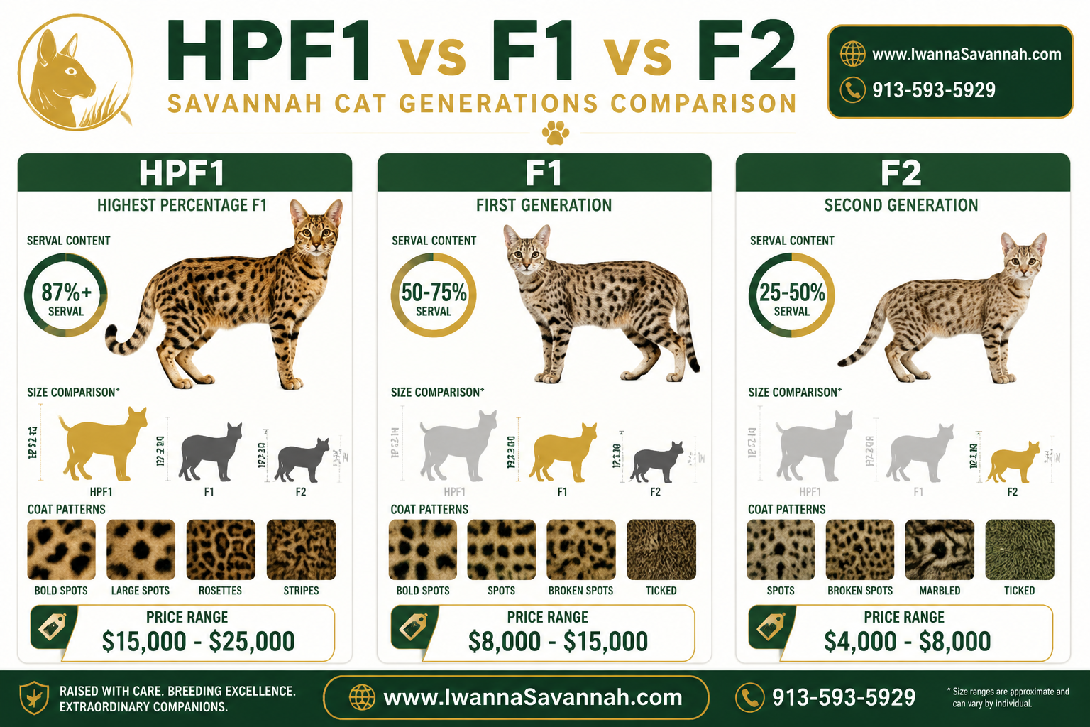 HPF1 Savannah cat for sale