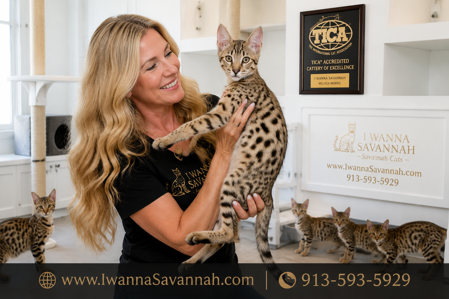 HPF1 Savannah cat for sale