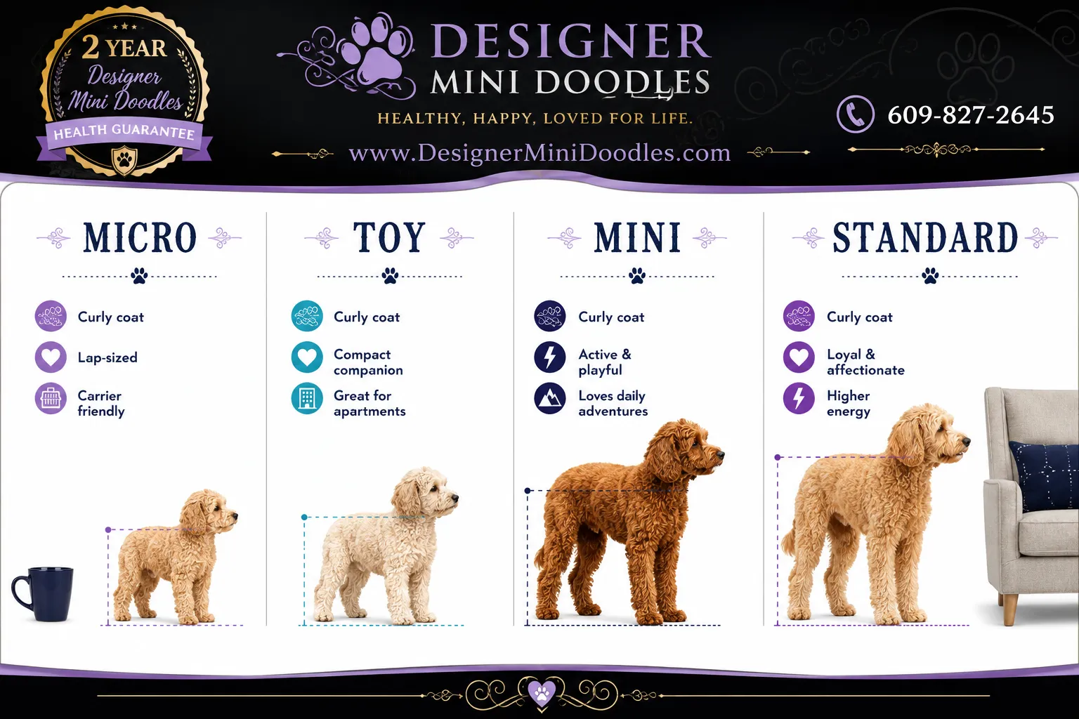 micro goldendoodle puppy