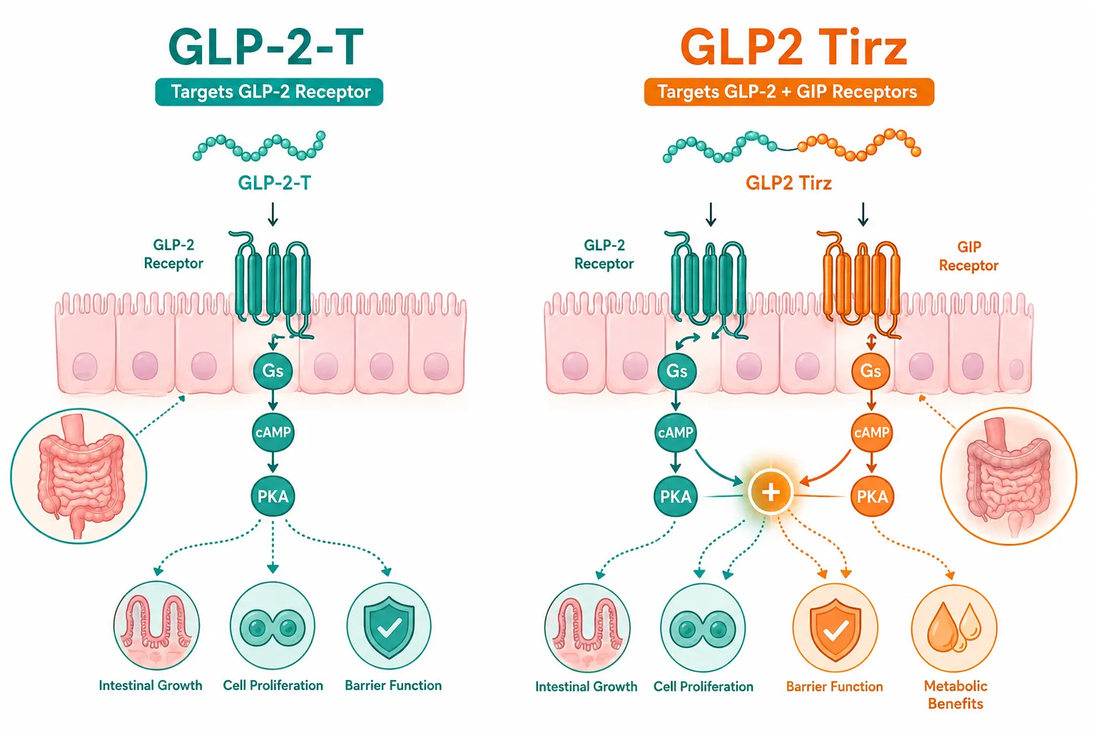 Bright editorial infographic-style illustration (): two large molecular pathway diagrams side by side on a clean white