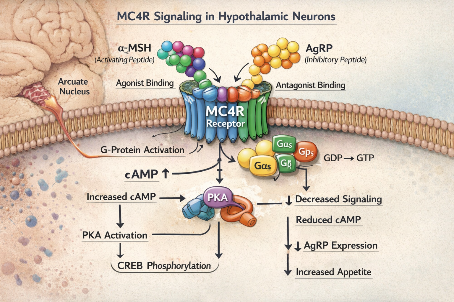 Detailed landscape format (1536x1024) scientific illustration showing MC4R receptor mechanism in hypothalamic neurons, with detailed molecul