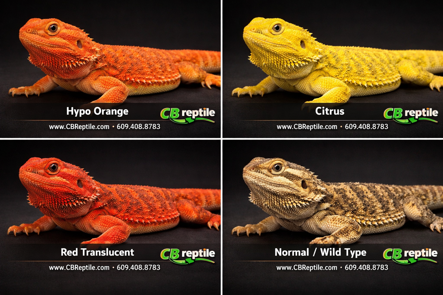Detailed () showing a side-by-side morph comparison panel: four bearded dragons displayed in a clean studio grid layout —