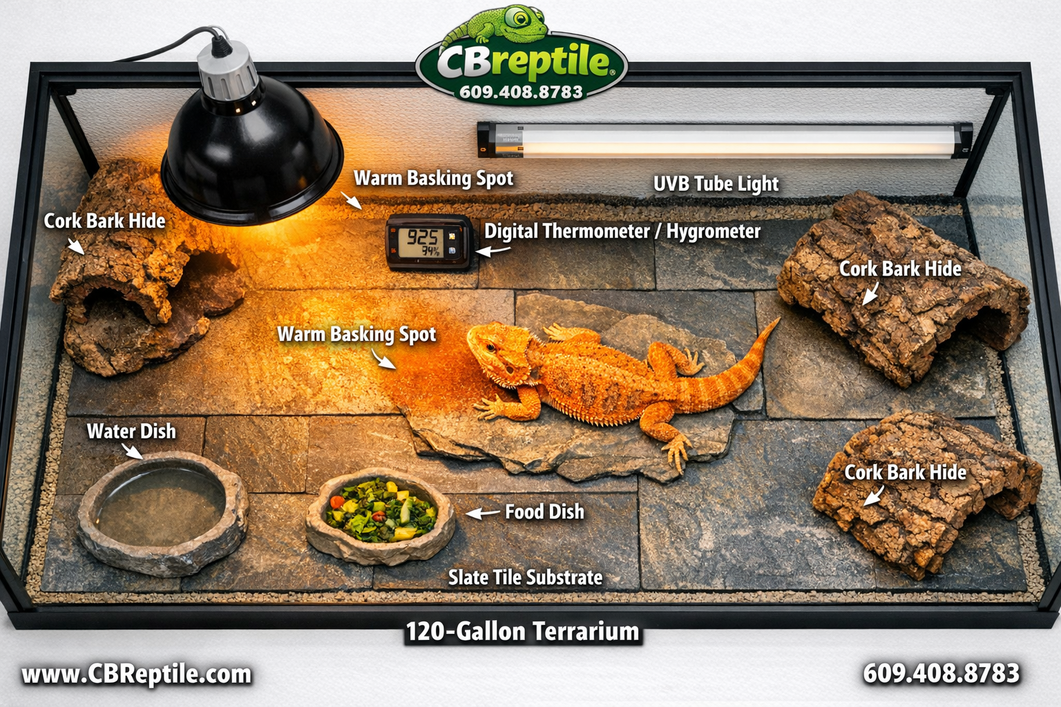 Detailed () showing an overhead flat-lay of a complete bearded dragon enclosure setup: a 120-gallon terrarium with a basking