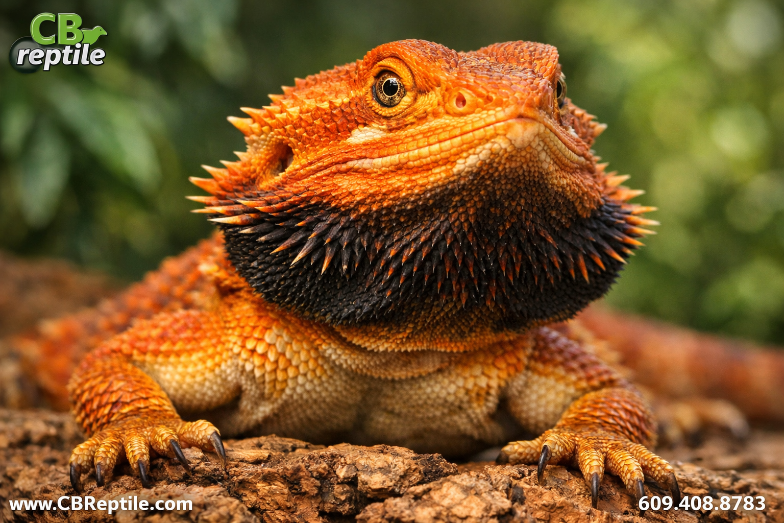 Detailed () showing a close-up macro photograph of an orange bearded dragon's face and front torso, scales rendered in