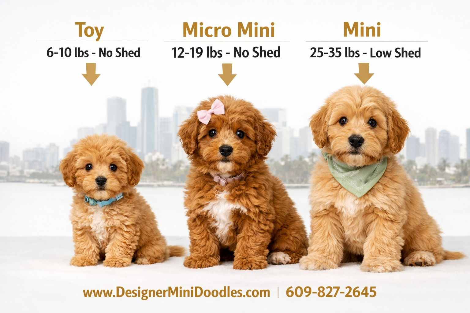 () showing three adorable goldendoodle puppies side by side on a white background, labeled from left to right: 'Toy 6-10 lbs