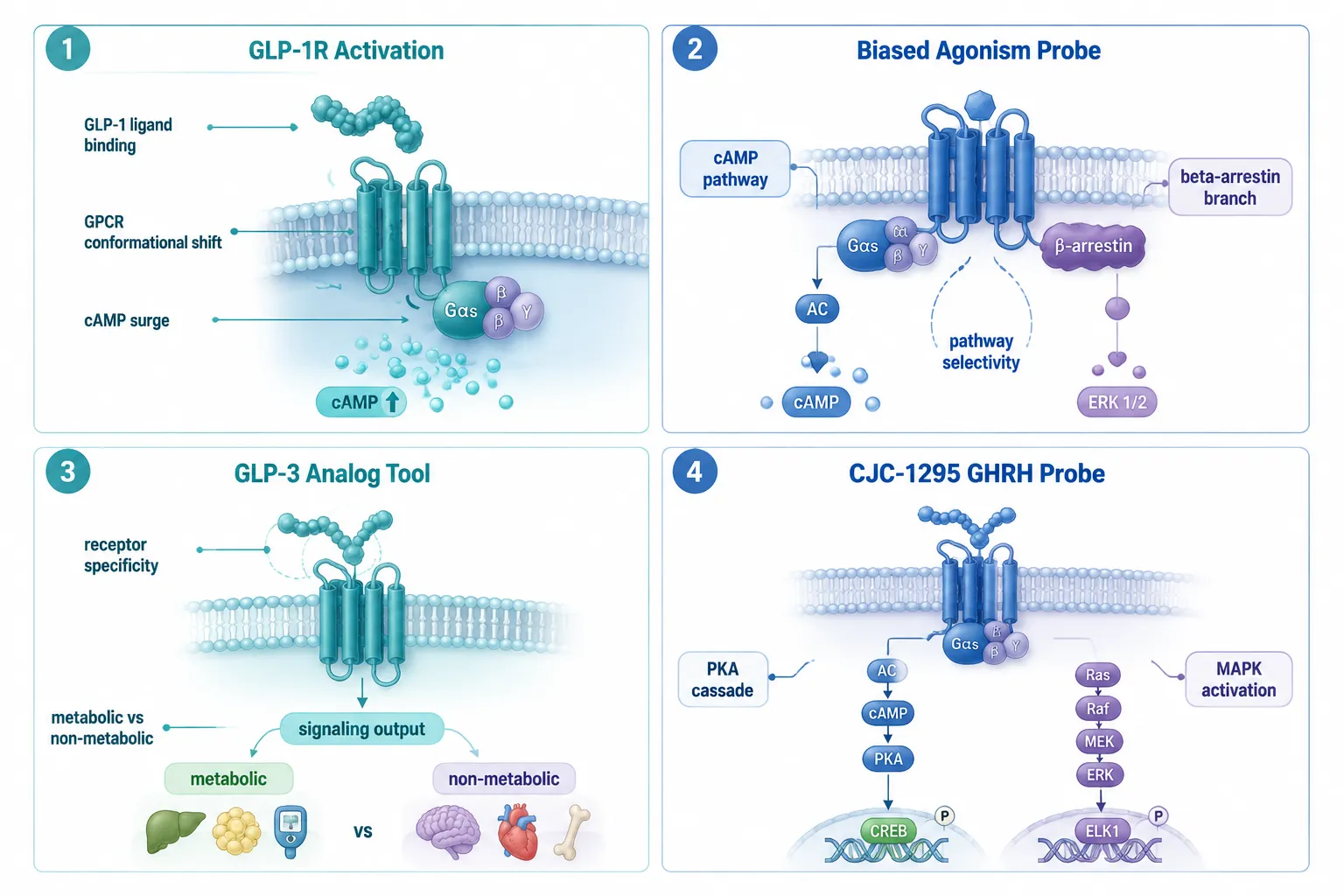 GLP Peptides as Probes of Receptor-Level Signaling Architecture