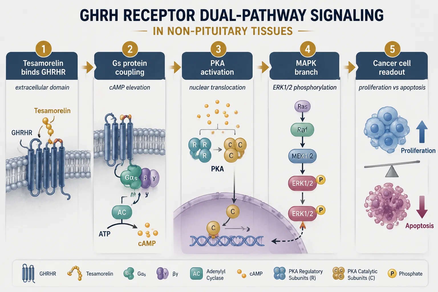 GHRH Analogs: Dual-Pathway GPCR Probes in Non-Pituitary Tissues