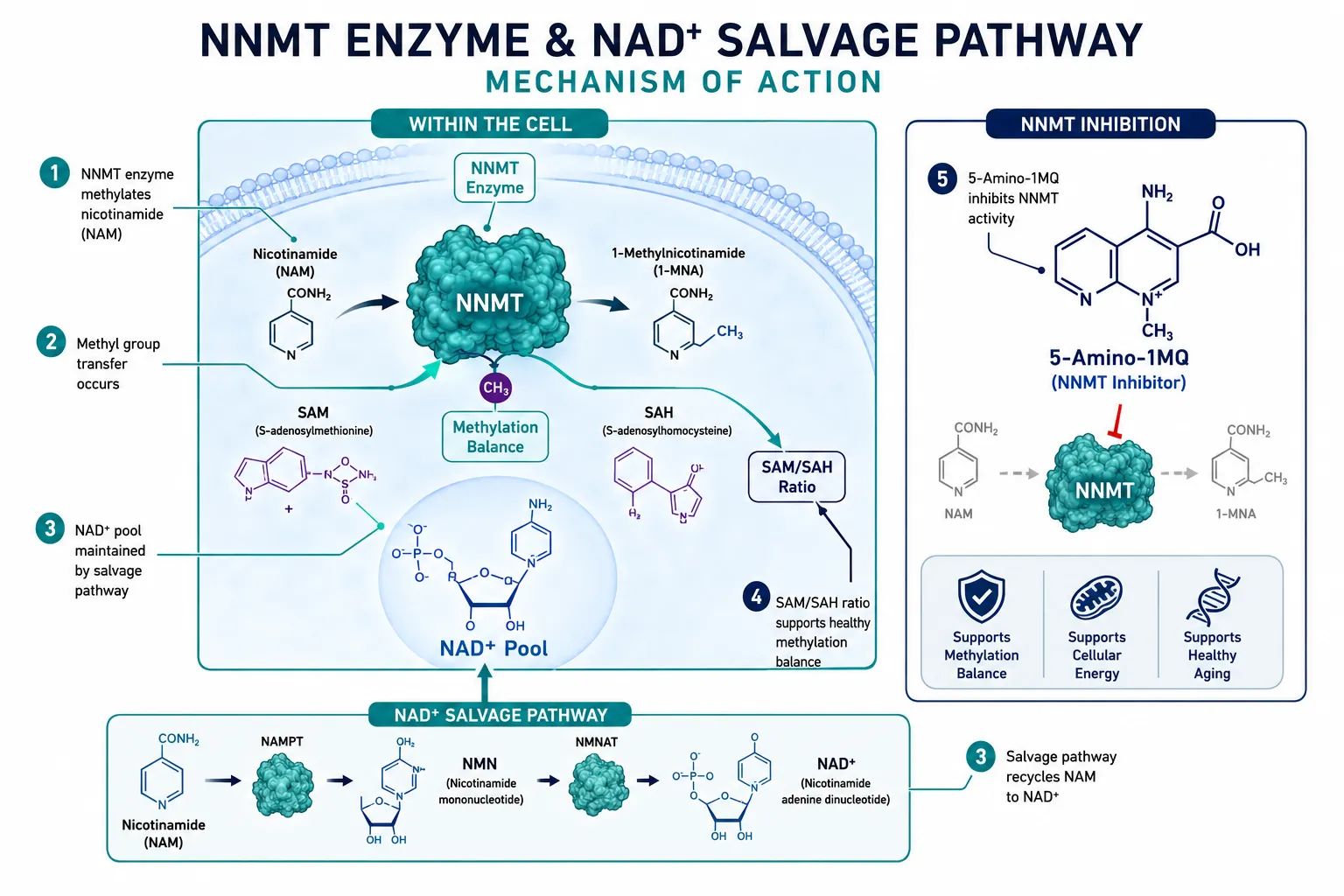 What 5-Amino-1MQ Actually Is (And Why "Peptide" Is a Misnomer)