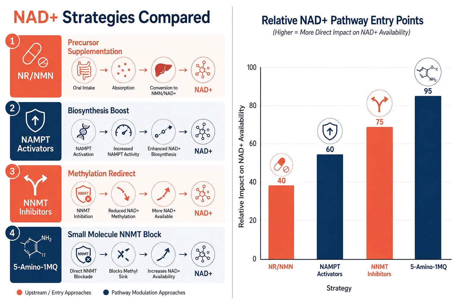 How Researchers Frame NAD+ and Metabolic Pathway Questions with 5-Amino-1MQ