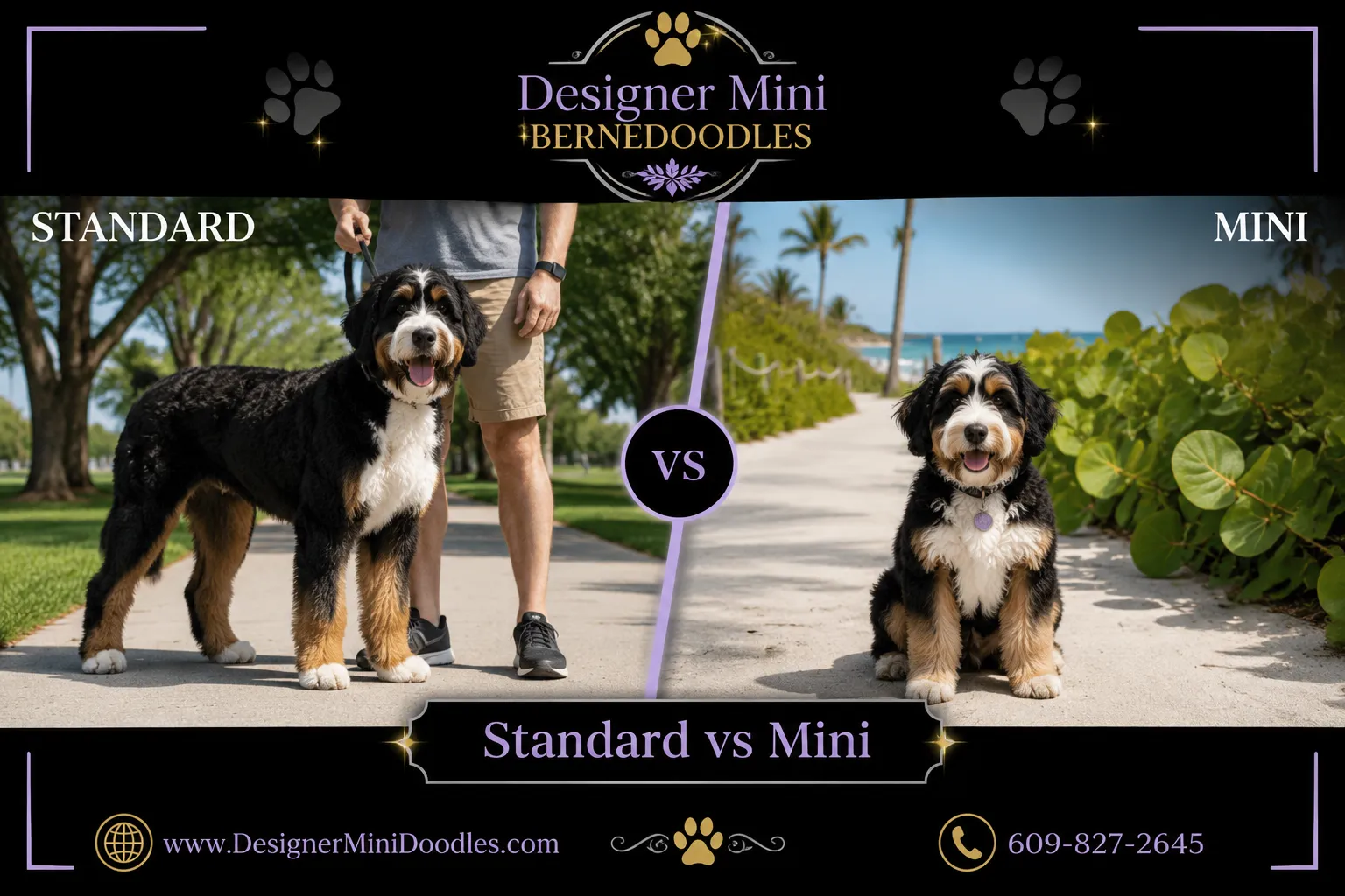 mini bernedoodles Fort Meyers