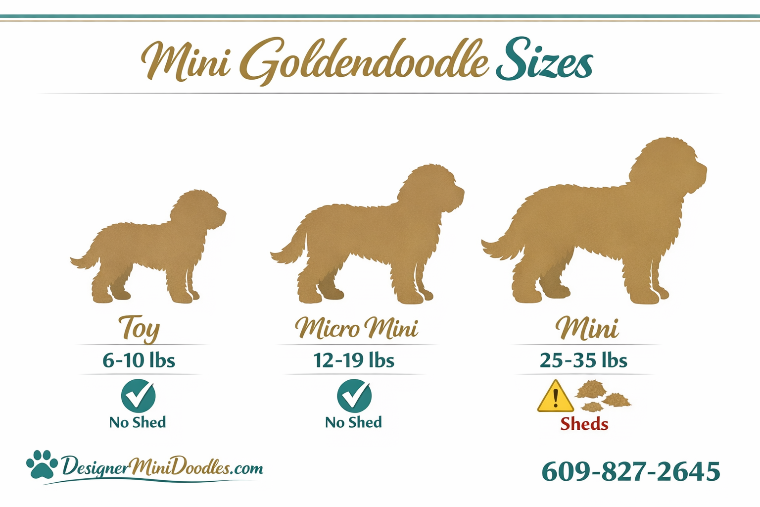 () informational infographic showing three mini goldendoodle size categories side by side: Toy (6-10 lbs) shown as smallest