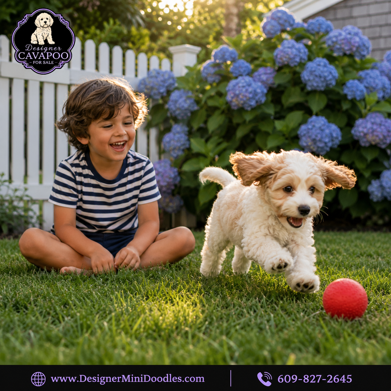 cavapoo for sale Long Island